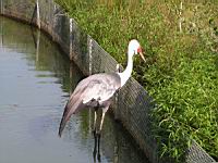 Grue caronculee, Bugeranus carunculatus (Photo F. Mrugala) (2)